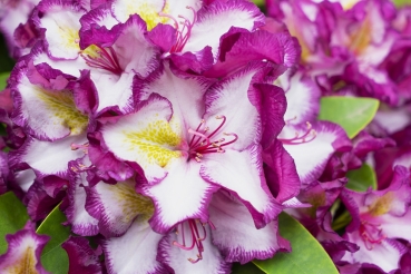Rhododendron Hybride Inkarho ‘Pushy Purple‘ ®, dreifarbig